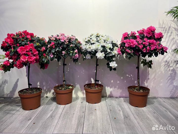 Азалия на штамбе 60 см