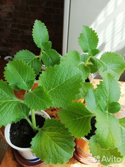 Мята домашняя