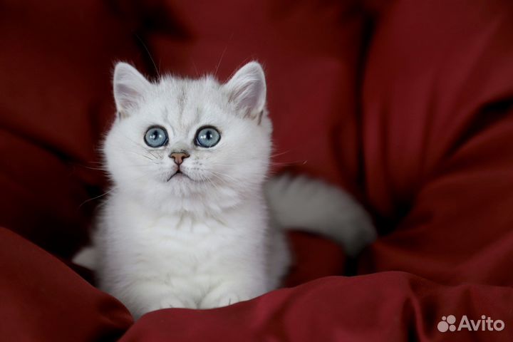 Британская шиншила