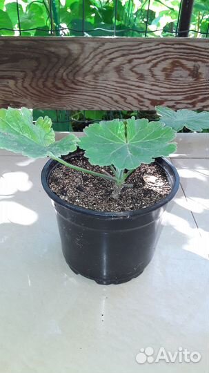 Пеларгония сортовая Зонартик