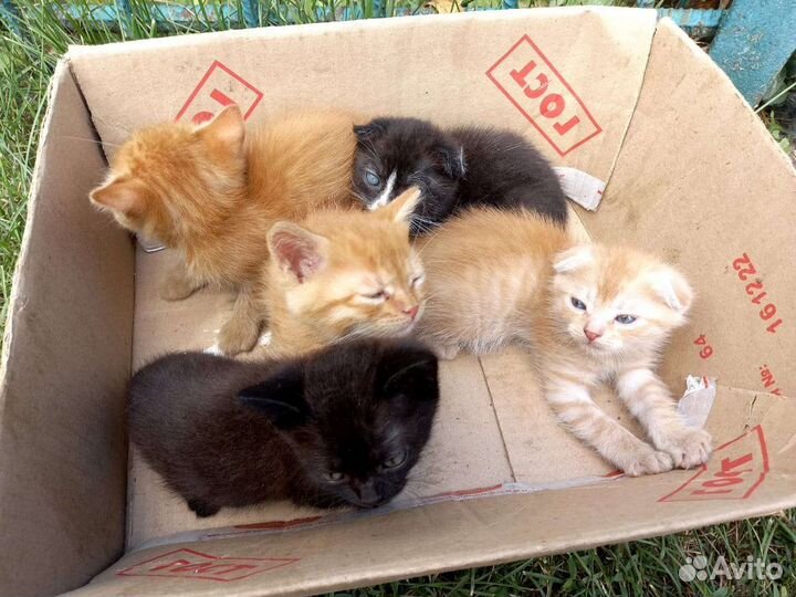 Кошки в добрые руки бесплатно