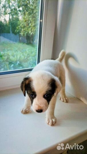 Щенки парсен-рассел терьер