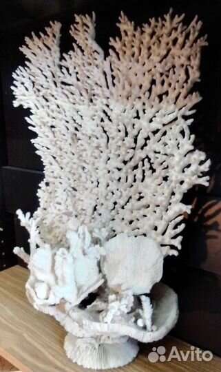 Болъшая композиция из корала