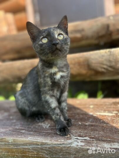 Котенок в дар