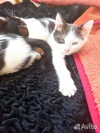 Котята 3 штуки