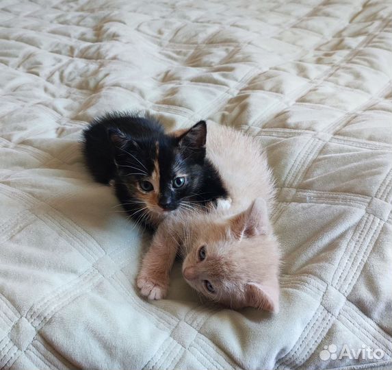 Котята в добрые руки бесплатно