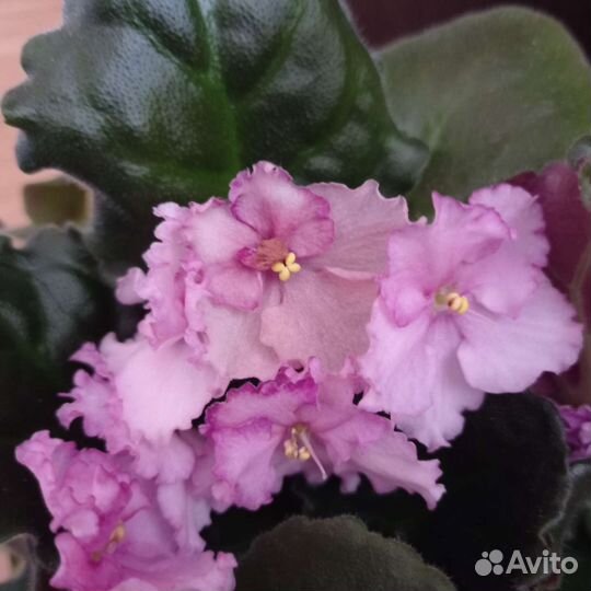 Фиалка Amy Lunn