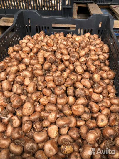 Луковицы крокусов оптом