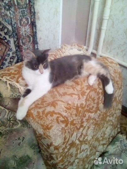 Трехцветная кошечка котенок 3,5 мес