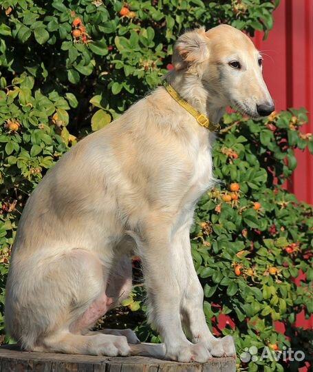 Борзой мальчик