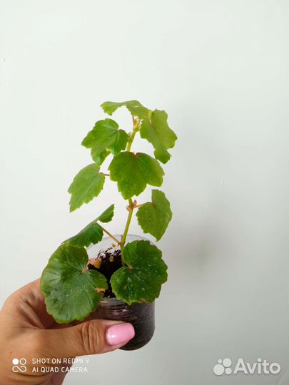 Бегония Глуар де Лоррен