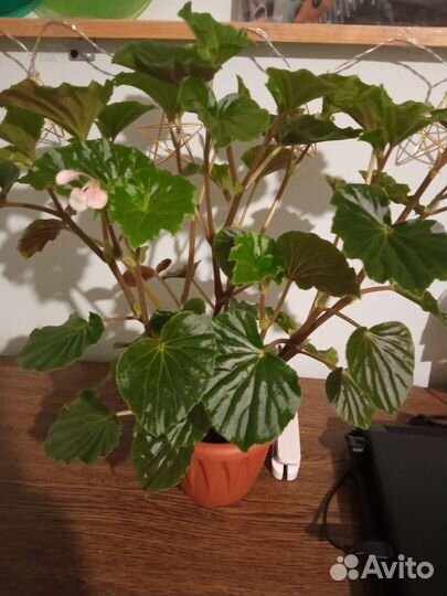 Бегония декоративно лиственная