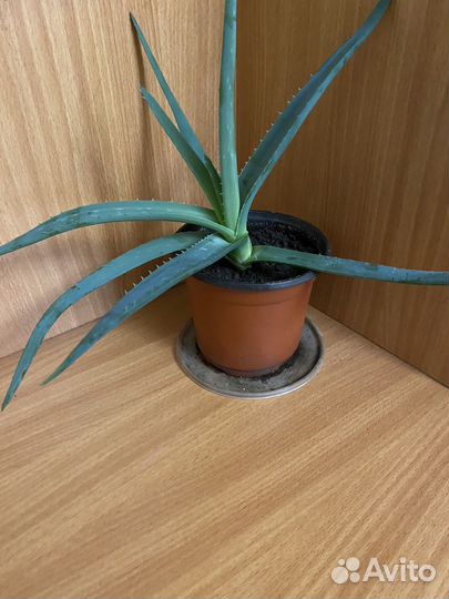 Алоэ лекарственное