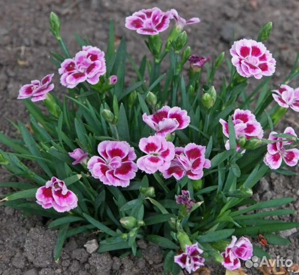 Гвоздика многолетняя
