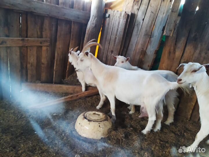 Козы доенные и телята