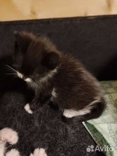 Шотландская кошечка