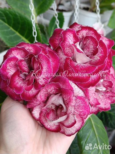 Клубни Глоксиний