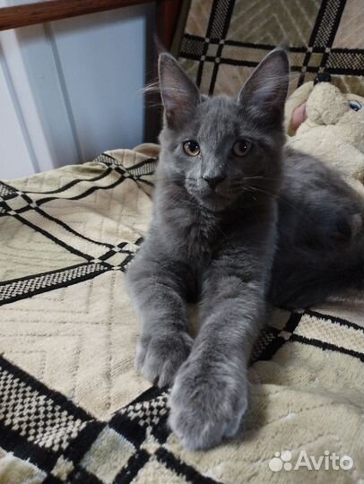 Кошечка Мейкун