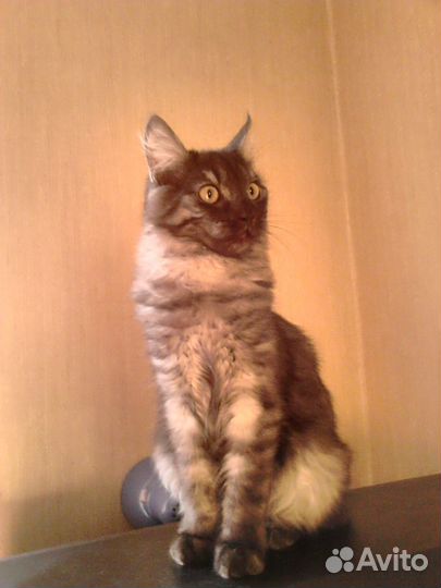 Отдам бесплатно