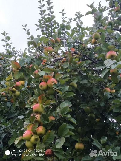 Яблоки из собственного сада