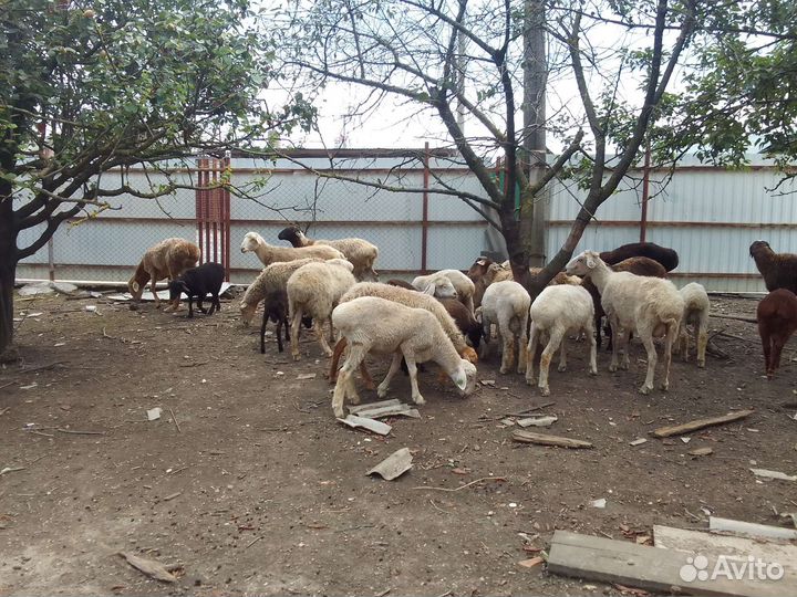 Овцы бараных ягнята