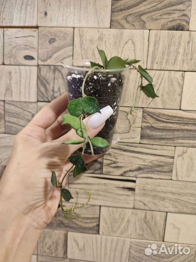 Хойя куртиси