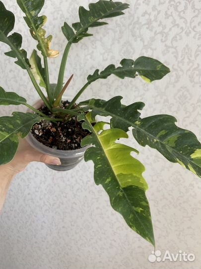 Филодендрон ринг оф файер и антуриум кларинервиум