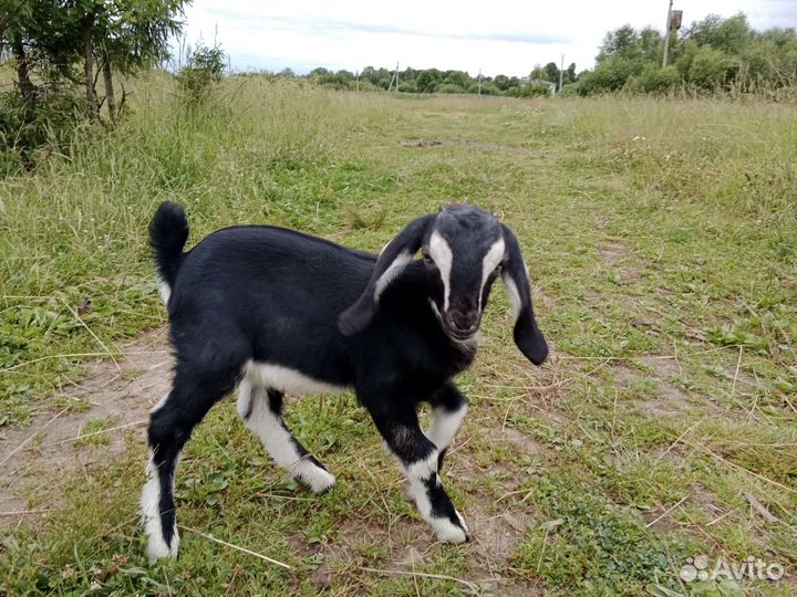 Нубийский козлик