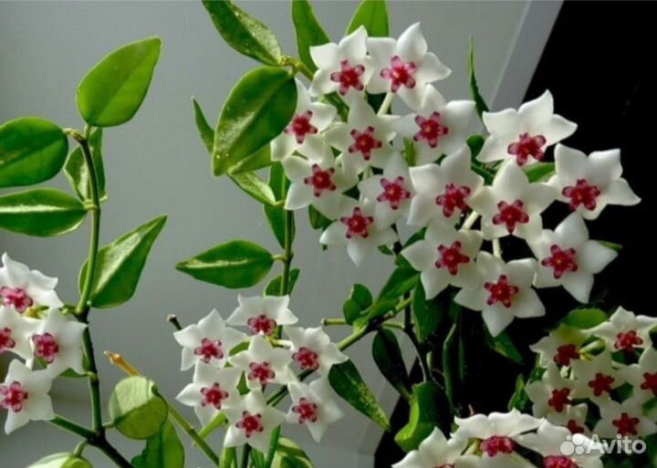 Восковая Хойя Белла