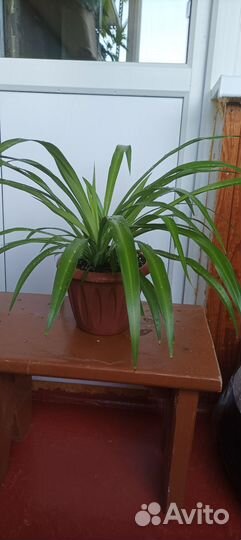 Хлорофитум