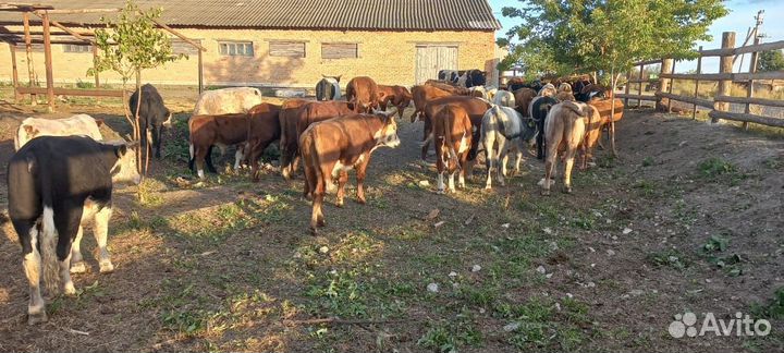 Бычки сементалы