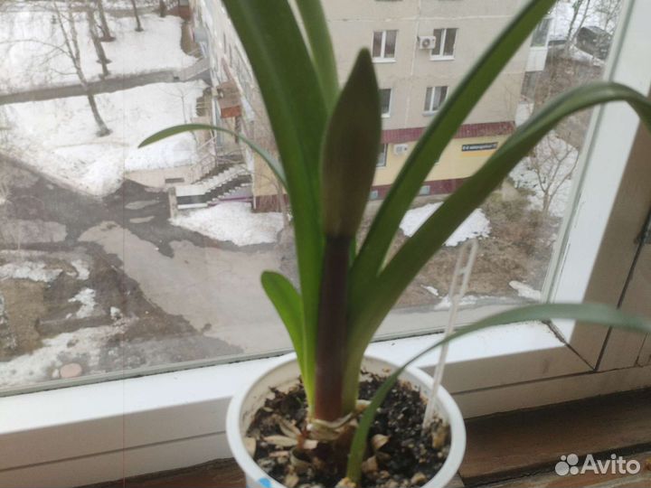 Гиппеаструм