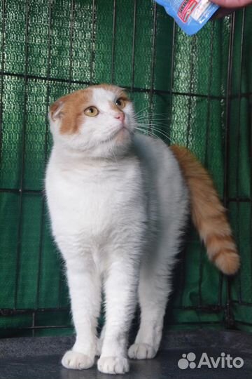 Котик 2 года в добрые руки