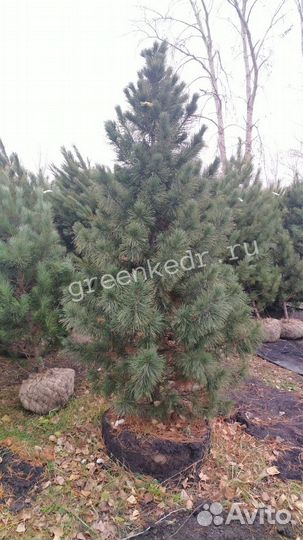 Кедр Сибирский 180-220см Экстра класс