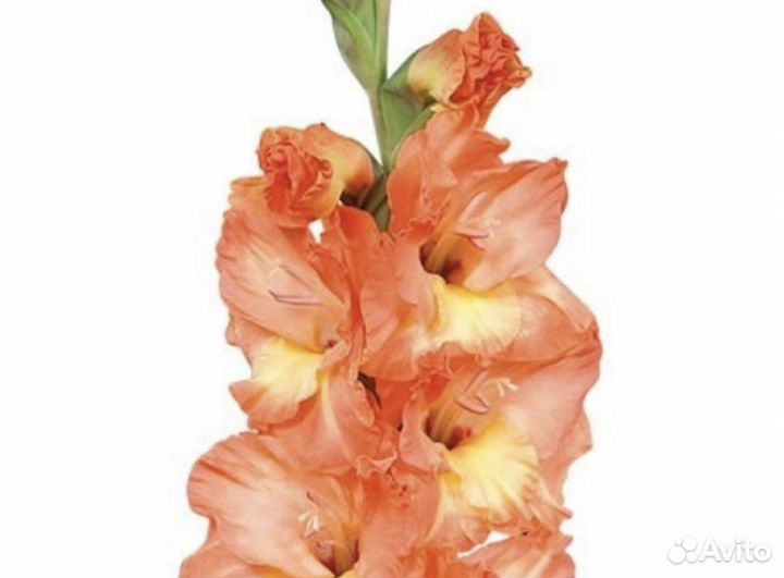 Гладиолусы луковицы