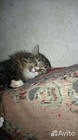 Котик бесплатно