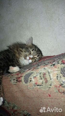 Котик бесплатно