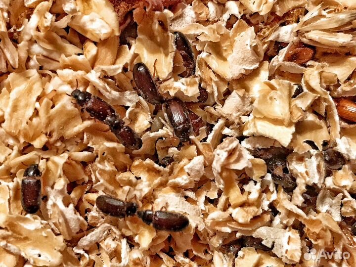 Жук Знахарь (чернотелка)