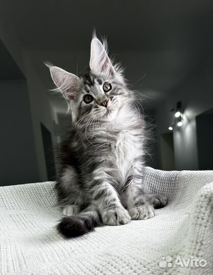 Мейн-кун котик черный серебряный мраморный Yongo