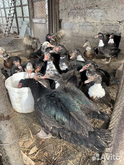 Мускусные утки