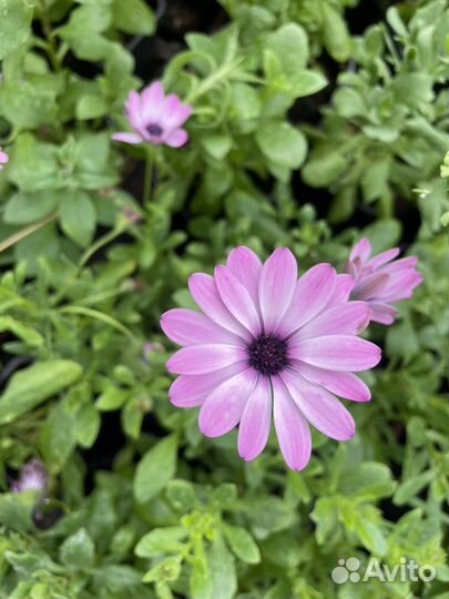 Продажа однолетних и многолетних цветов