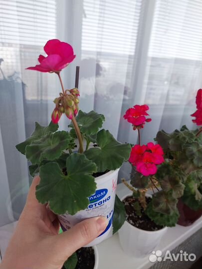 Герань пеларгония сортовая
