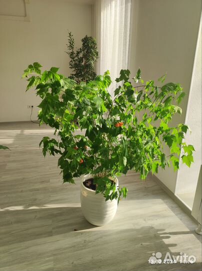 Абутилон