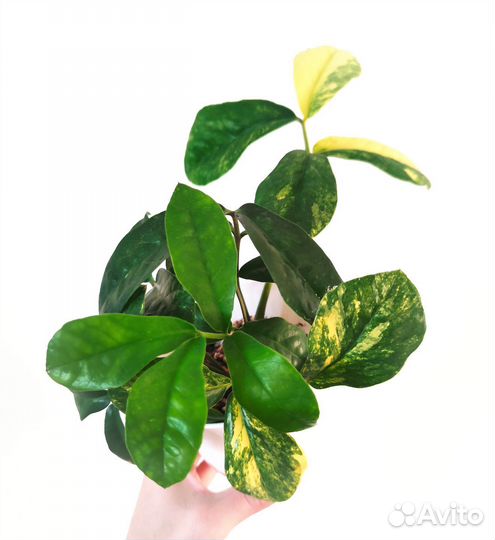 Замиокулькас Long Leaf