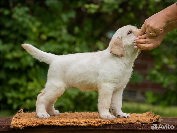 Щенок лабрадора палевый