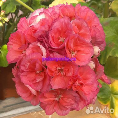Пеларгонии сортовые