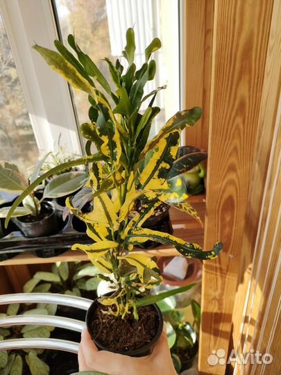 Кодеум Пигтейл