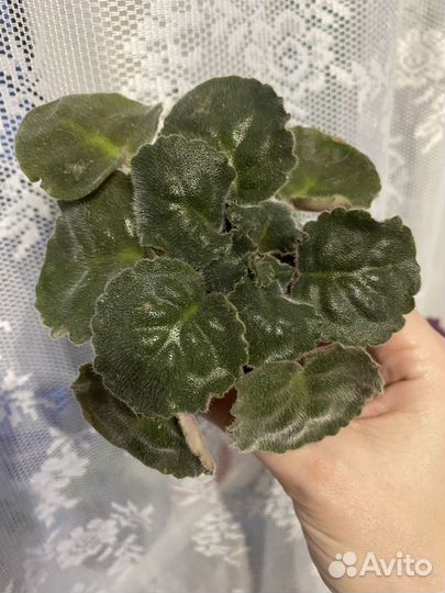 Фиалка island rose