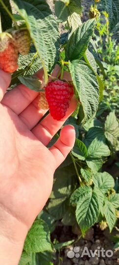 Саженцы малины