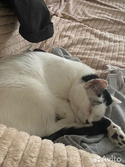 Кот в добрые руки